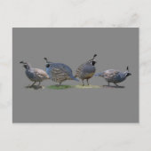 VIER KWARTELS BRIEFKAART (Voorkant)