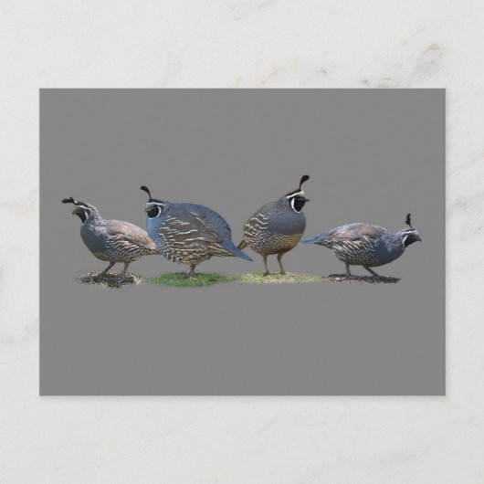 VIER KWARTELS BRIEFKAART (Voorkant)