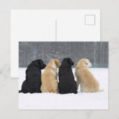 Vier labrador honden in sneeuw briefkaart (Voorkant / Achterkant)