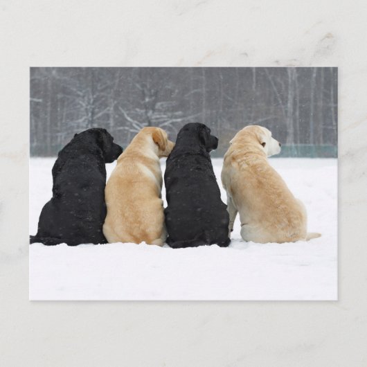 Vier labrador honden in sneeuw briefkaart (Voorkant)