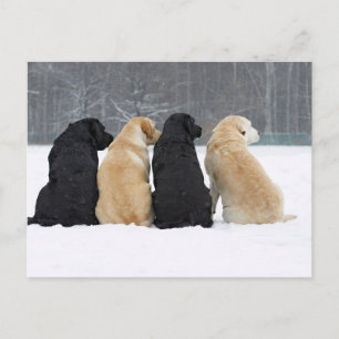 Vier labrador honden in sneeuw briefkaart