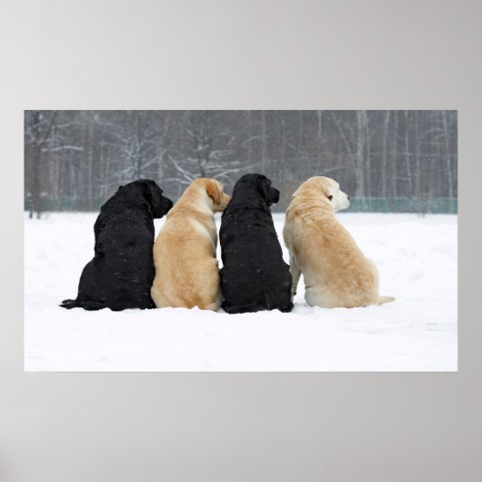 Vier labrador honden in sneeuw poster (Voorkant)