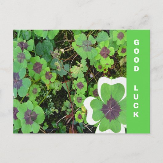 Vier Leaf Clover Leaf & Pattern Good Luck Briefkaa Briefkaart (Voorkant)