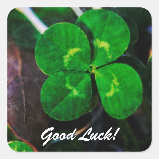 Vier Leaf Clover Lucky Vierkante Sticker (Voorkant)