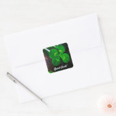 Vier Leaf Clover Lucky Vierkante Sticker (Envelop)