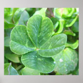 VIER LEAF CLOVER POSTER (Voorkant)