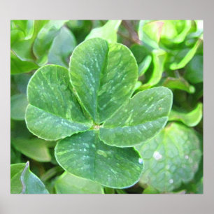 VIER LEAF CLOVER POSTER