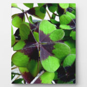 Vier Leaf Clover Shamrock St. Patrick's Lucky Fotoplaat (Voorkant)