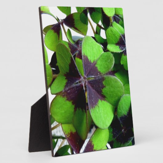 Vier Leaf Clover Shamrock St. Patrick's Lucky Fotoplaat (Zijkant)