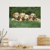 Vier leuke gouden puppies poster (Keuken)