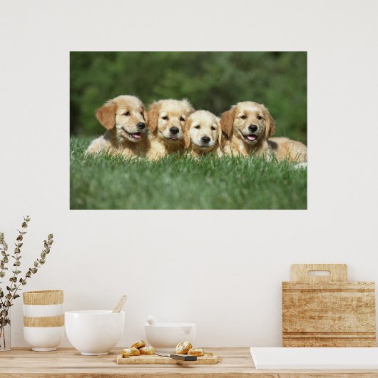 Vier leuke gouden puppies poster (Keuken)