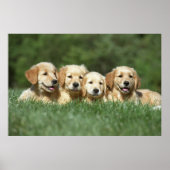 Vier leuke gouden puppies poster (Voorkant)