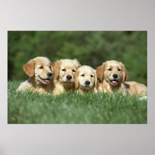 Vier leuke gouden puppies poster