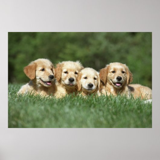 Vier leuke gouden puppies poster (Voorkant)