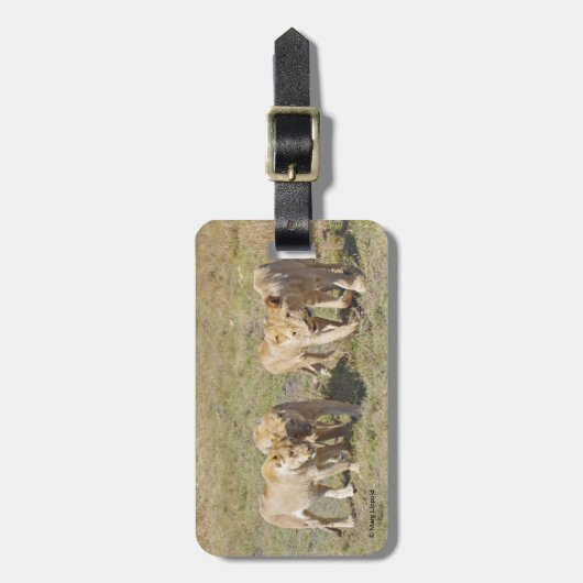 Vier Lionesses Bagagelabel (Voorkant verticaal)