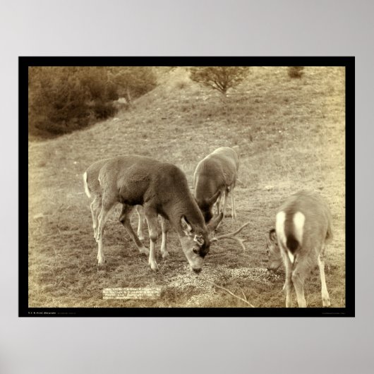 Vier luiers eten in Hot Springs SD 1891 Poster (Voorkant)