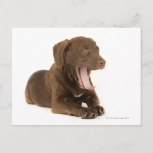 Vier maanden oud Chocolate Lab Puppy Yawning Briefkaart