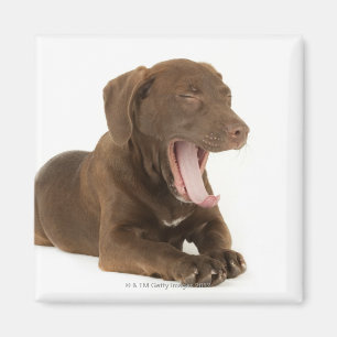 Vier maanden oud Chocolate Lab Puppy Yawning Magneet