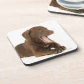 Vier maanden oud Chocolate Lab Puppy Yawning Onderzetter (Linkerzijde)