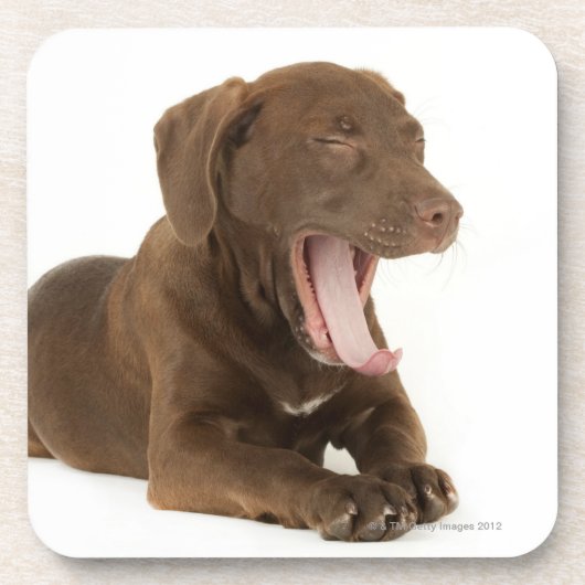 Vier maanden oud Chocolate Lab Puppy Yawning Onderzetter (Voorkant)