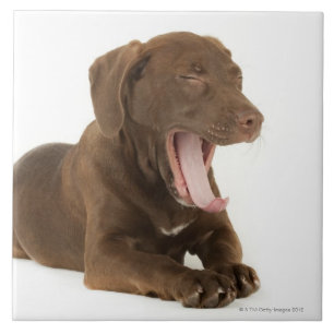 Vier maanden oud Chocolate Lab Puppy Yawning Tegeltje