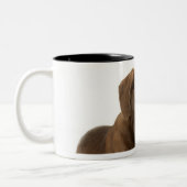 Vier maanden oud Chocolate Lab Puppy Yawning Tweekleurige Koffiemok (Links)