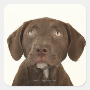 Vier maanden oud portret van het Broodje van het L Vierkante Sticker