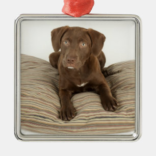 Vier maanden oude Chocolate Lab Puppy op Pillow Metalen Ornament