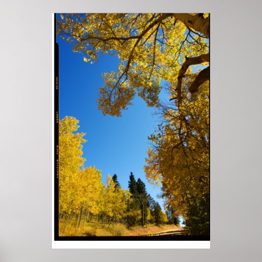 Vier Mile Road, Cripple Creek, Colorado Poster (Voorkant)