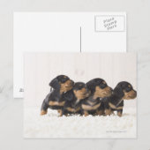 Vier Mini Dachshund Briefkaart (Voorkant / Achterkant)