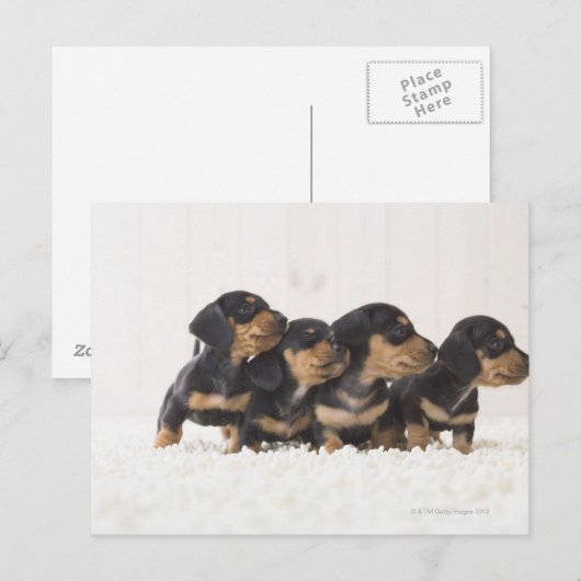 Vier Mini Dachshund Briefkaart (Voorkant / Achterkant)