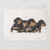 Vier Mini Dachshund Briefkaart (Voorkant)