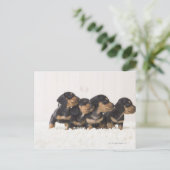 Vier Mini Dachshund Briefkaart (Staand voorkant)