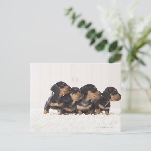 Vier Mini Dachshund Briefkaart (Staand voorkant)
