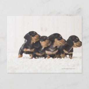 Vier Mini Dachshund Briefkaart