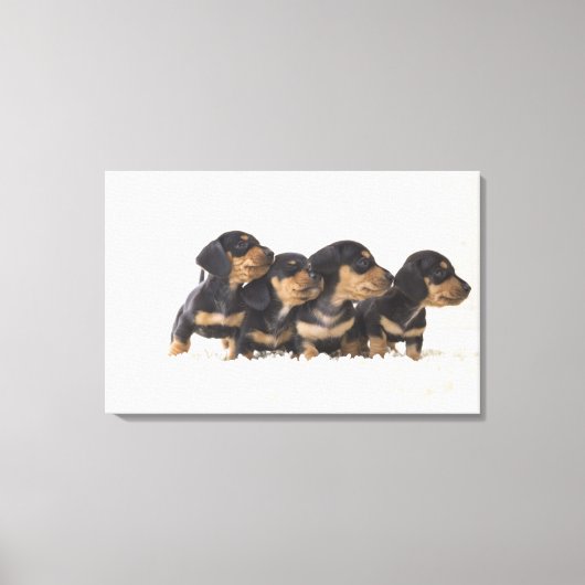 Vier Mini Dachshund Canvas Afdruk (Voorkant)
