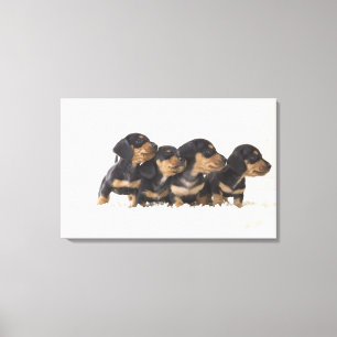Vier Mini Dachshund Canvas Afdruk