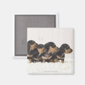 Vier Mini Dachshund Magneet (Voorkant / Achterkant)