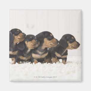 Vier Mini Dachshund Magneet