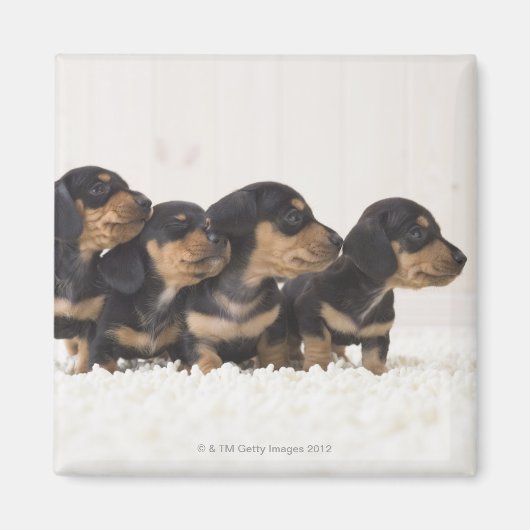 Vier Mini Dachshund Magneet (Voorkant)