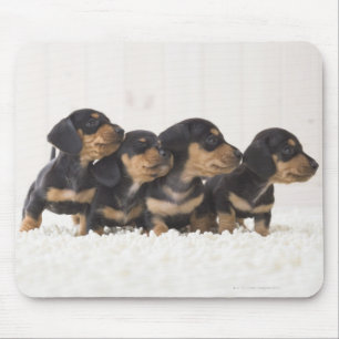 Vier Mini Dachshund Muismat