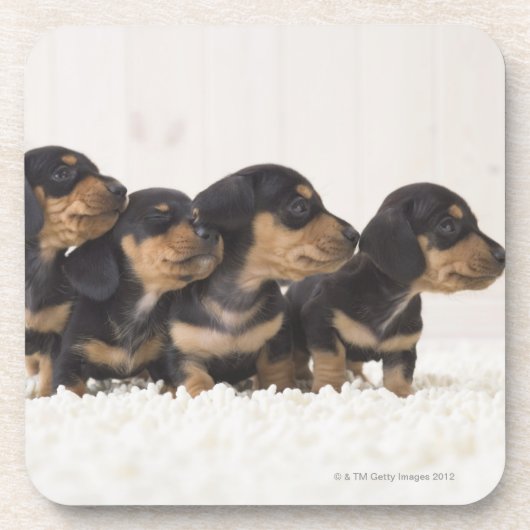 Vier Mini Dachshund Onderzetter (Voorkant)