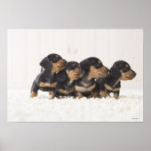 Vier Mini Dachshund Poster (Voorkant)