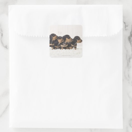 Vier Mini Dachshund Vierkante Sticker (Tas)