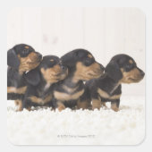Vier Mini Dachshund Vierkante Sticker (Voorkant)