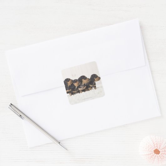 Vier Mini Dachshund Vierkante Sticker (Envelop)