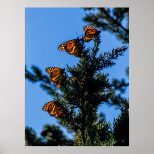Vier Monarch Butterflies Print