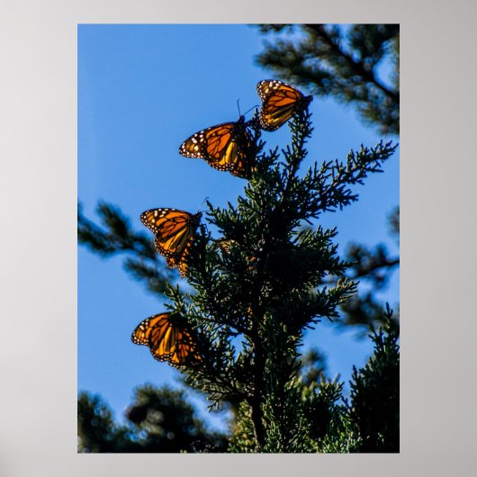 Vier Monarch Butterflies Print (Voorkant)