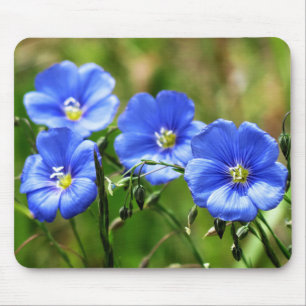 Vier mooie blauwe bloemen, bloom Kananaskis Muismat