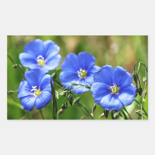Vier mooie blauwe bloemen, bloom Kananaskis Rechthoekige Sticker (Voorkant)